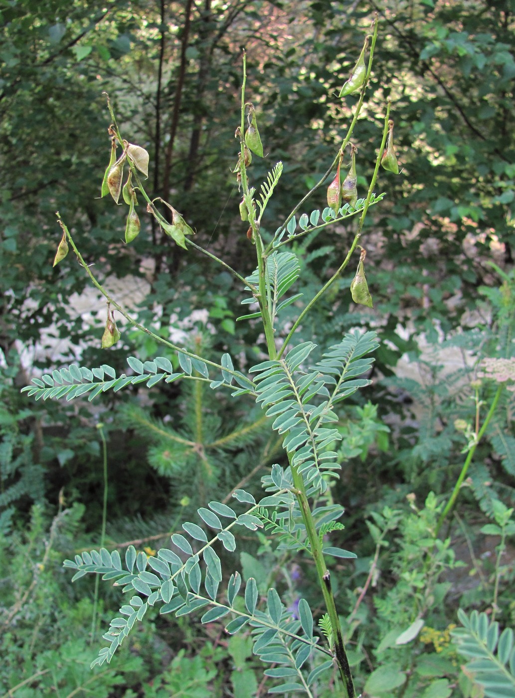 Image of Astragalus galegiformis specimen.