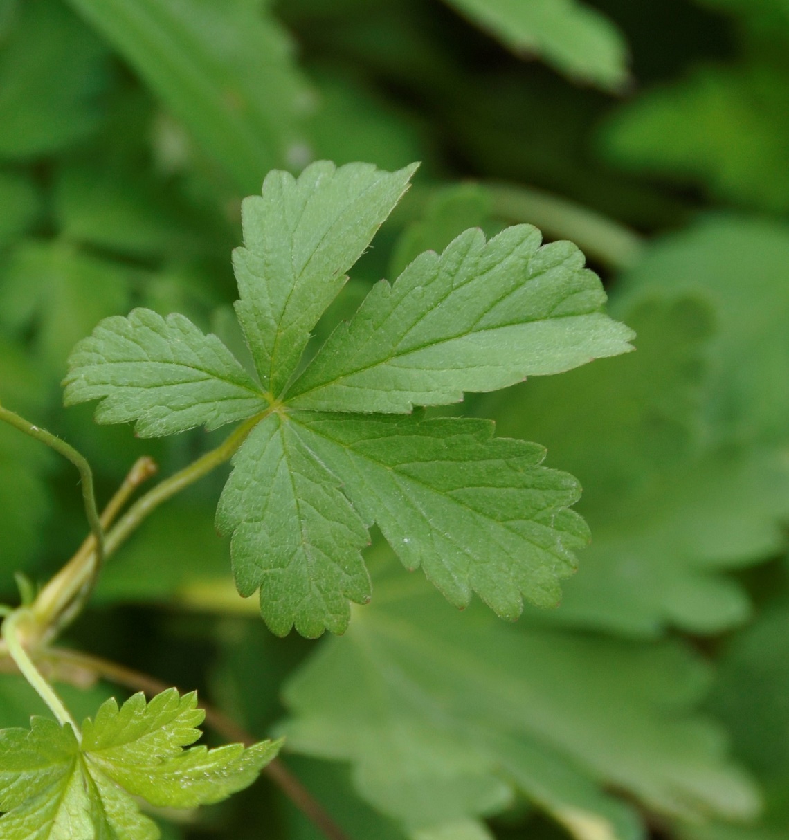 Изображение особи Potentilla reptans.