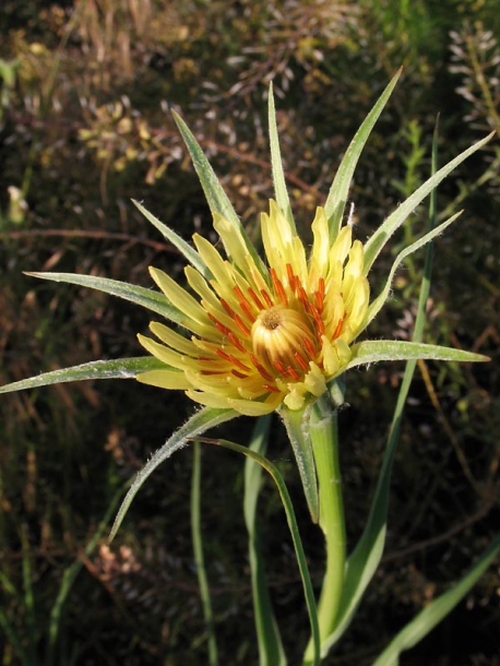 Image of Tragopogon dubius specimen.