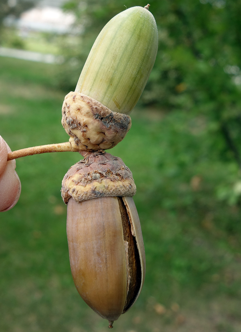 Изображение особи Quercus pedunculiflora.