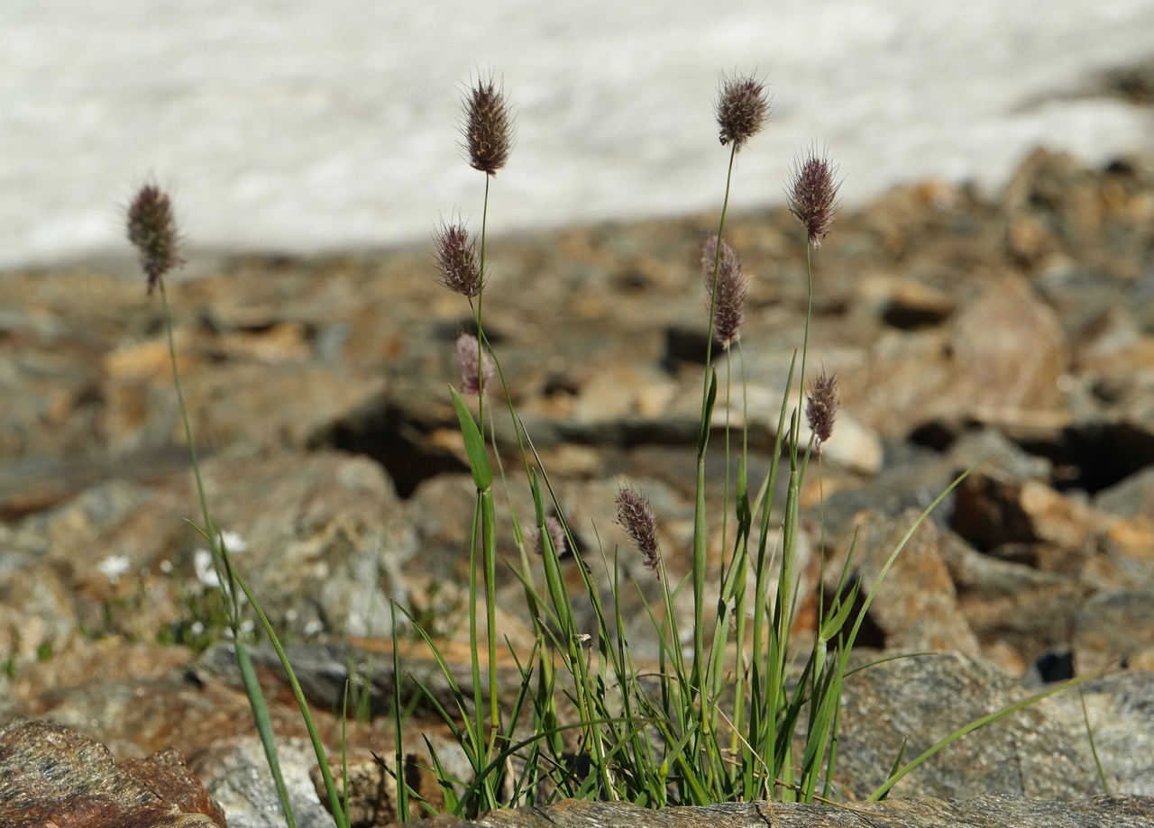 Image of genus Alopecurus specimen.