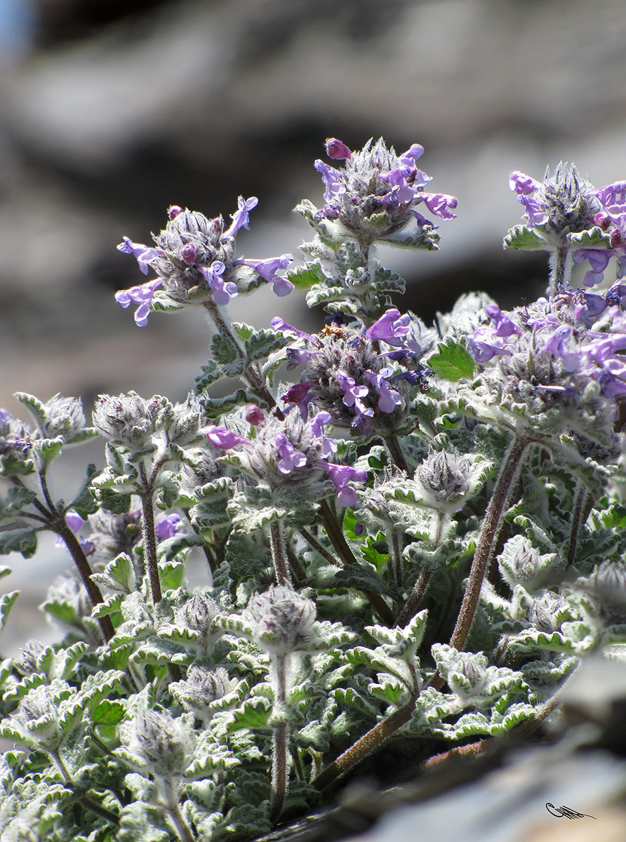 Image of Nepeta kokanica specimen.