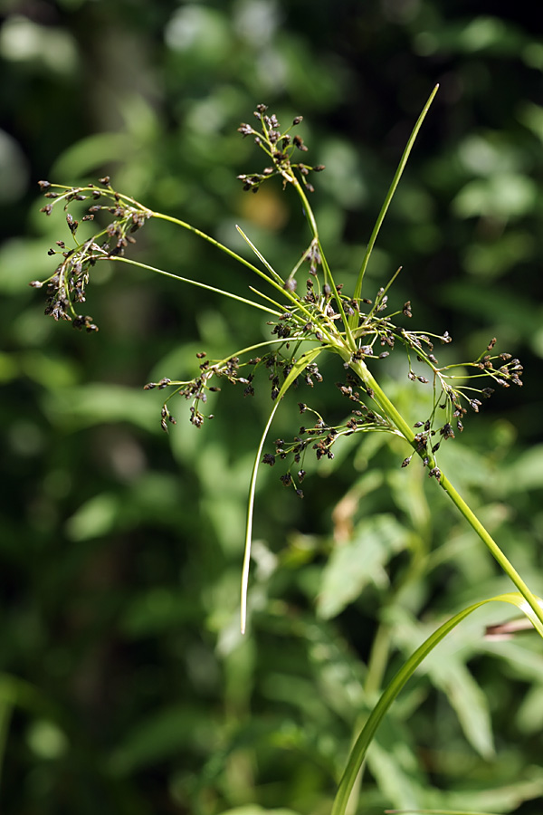 Изображение особи Scirpus sylvaticus.