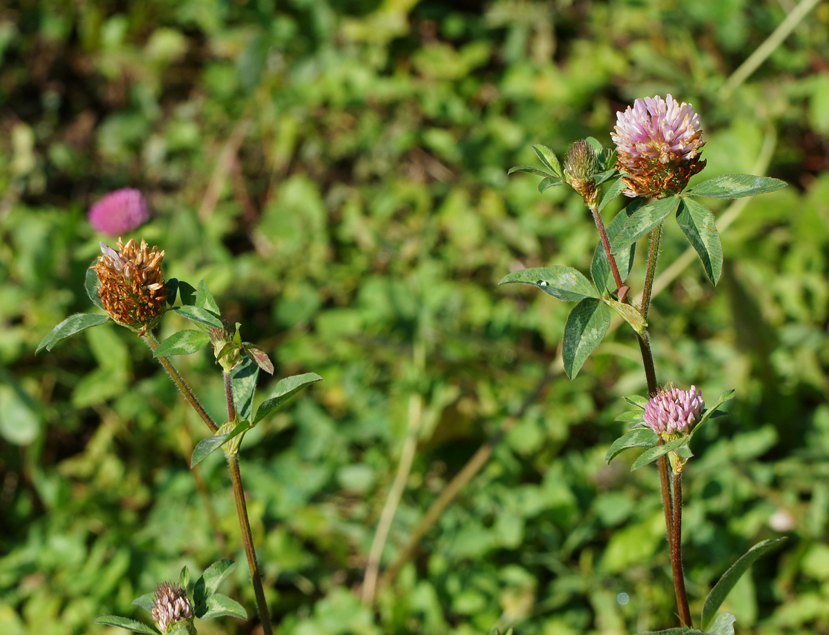 Image of Trifolium pratense specimen.