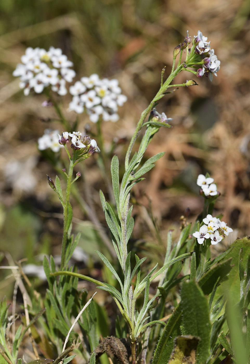 Image of Lobularia maritima specimen.