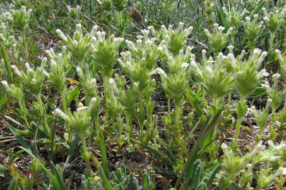 Image of Parentucellia latifolia specimen.
