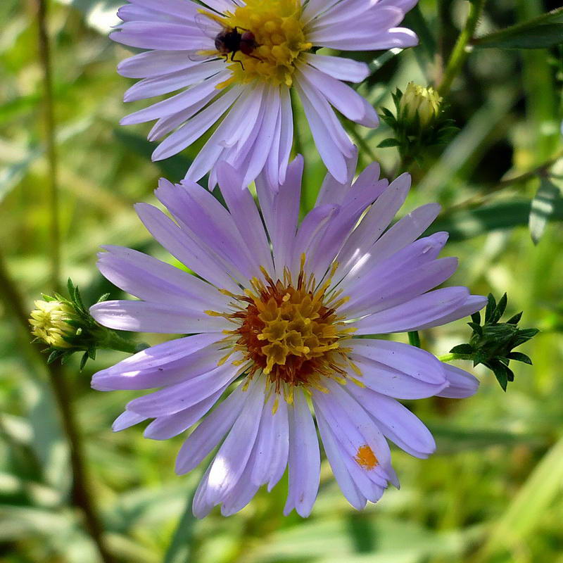 Image of Symphyotrichum novi-belgii specimen.