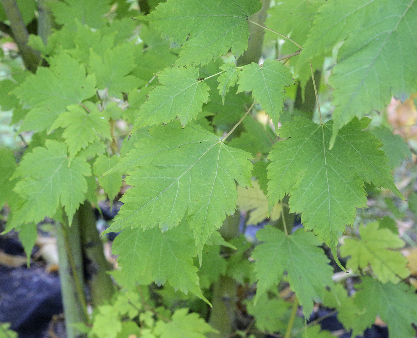 Image of Acer barbinerve specimen.