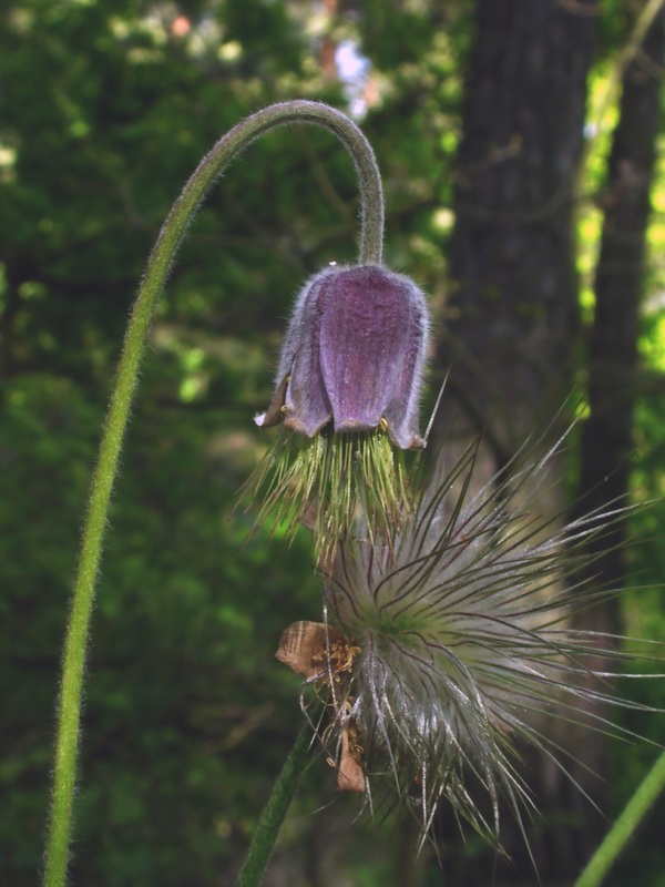 Изображение особи Pulsatilla pratensis.