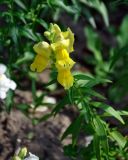 Antirrhinum majus