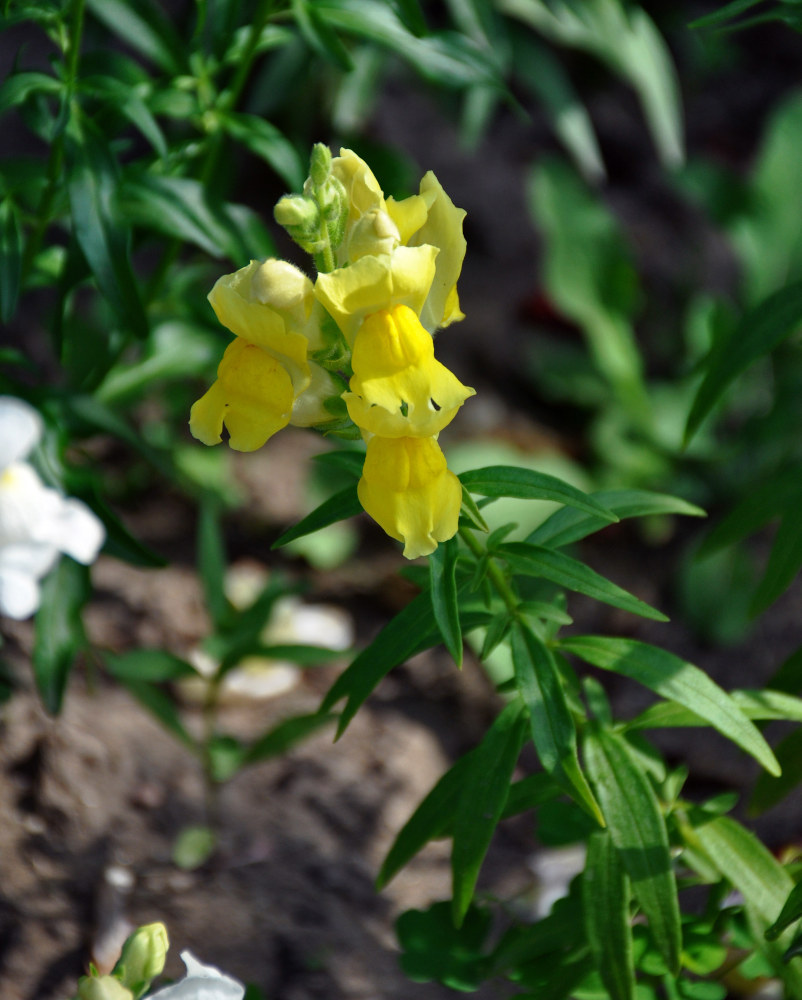 Изображение особи Antirrhinum majus.