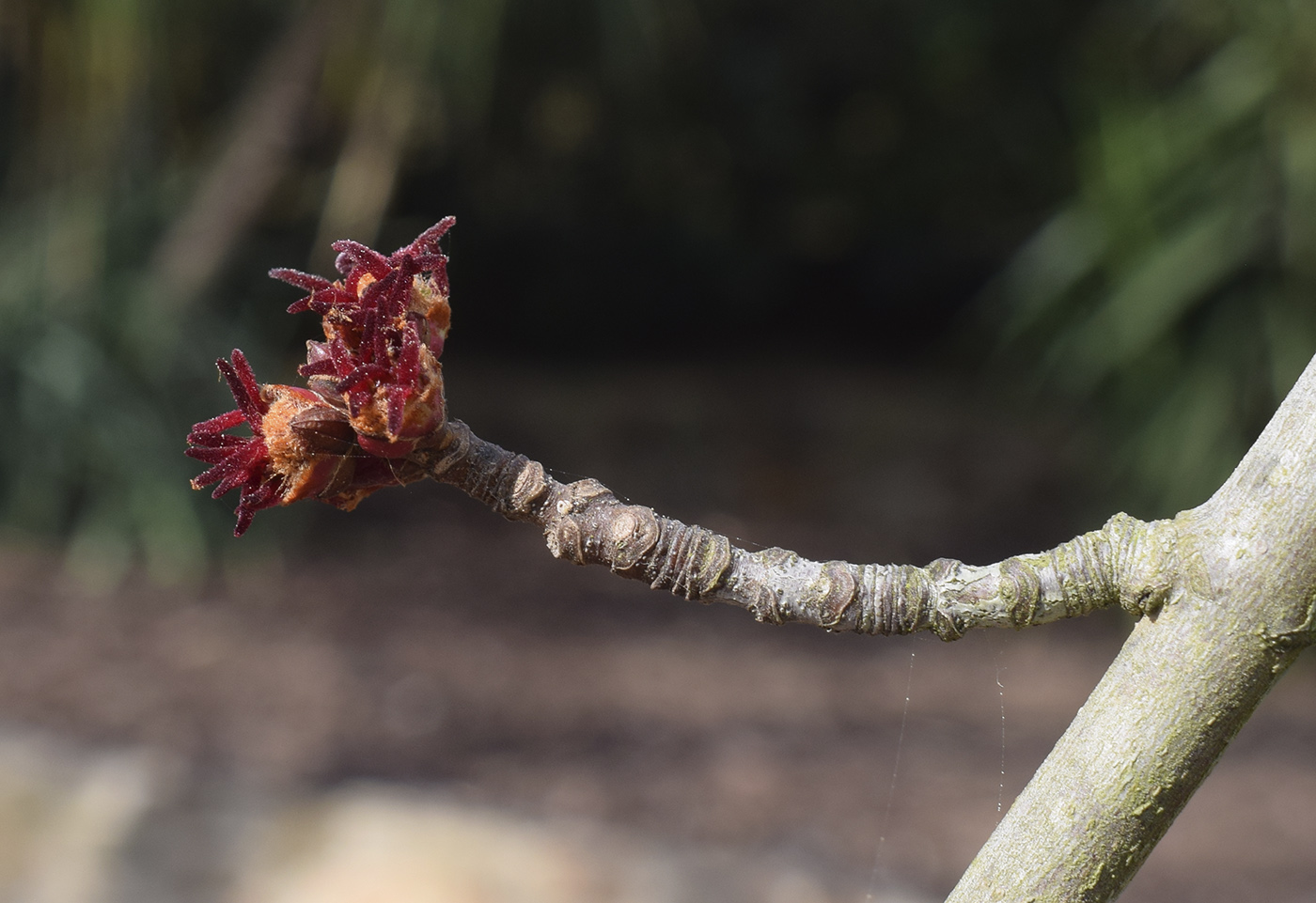 Image of Acer &times; freemanii specimen.