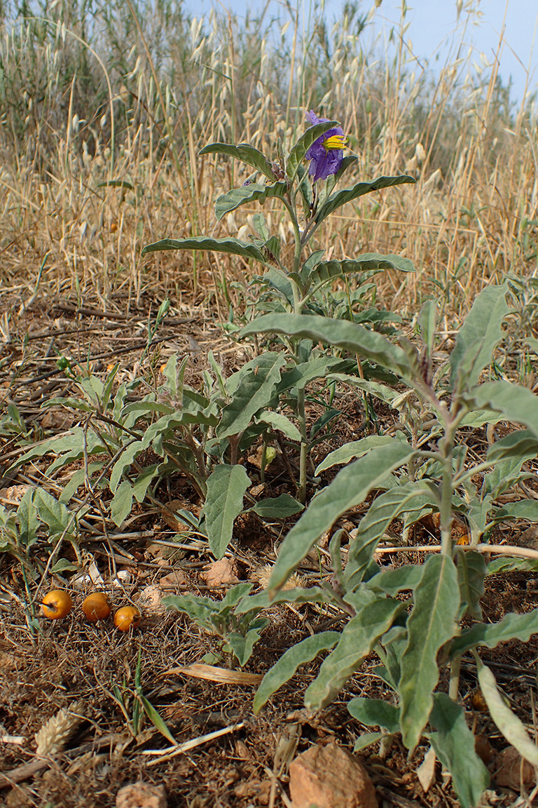 Изображение особи Solanum elaeagnifolium.