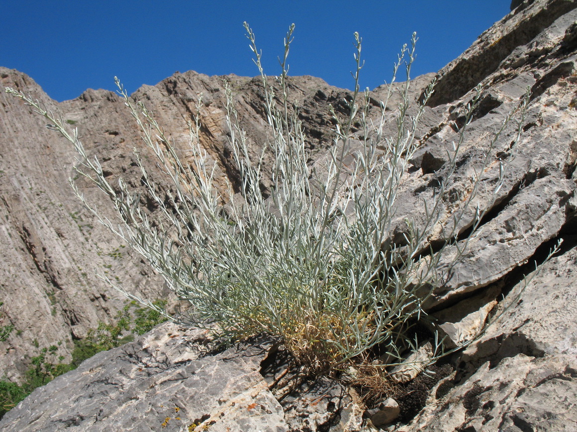 Изображение особи Artemisia juncea.