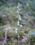 Goodyera repens. Соцветие. Пермский край, Оханский р-н, Тулумбаихинское сельское поселение, Кунчурихинский бор, опушка в смешанном лесу. 14.07.2021.