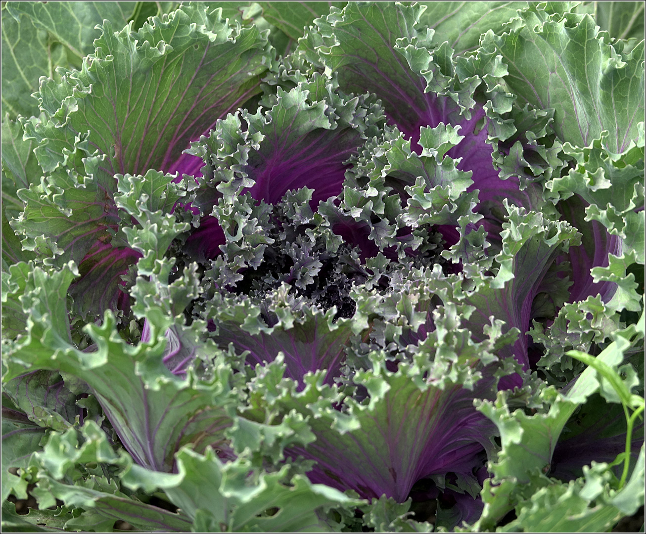 Image of Brassica oleracea var. viridis specimen.