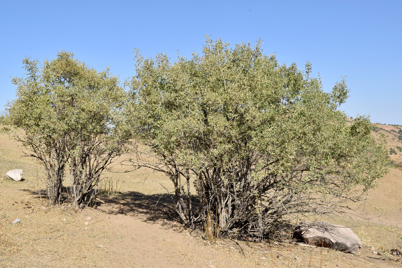 Image of Lonicera nummulariifolia specimen.