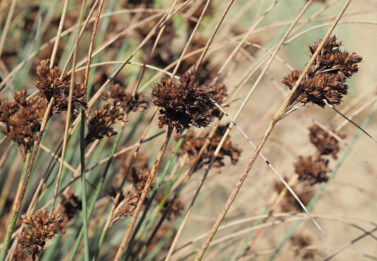 Image of Juncus inflexus specimen.