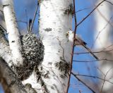 familia Parmeliaceae. Фрагменты слоевищ со стволов берёз (Betula pendula) служат ополовникам строительным материалом для гнезда. Московская обл., Одинцовский р-н, окр. г. Кубинка, берёзовая аллея. 28.03.2019.