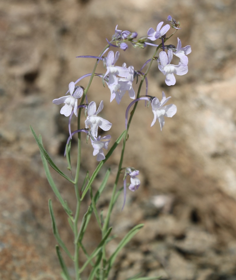 Image of Linaria armeniaca specimen.