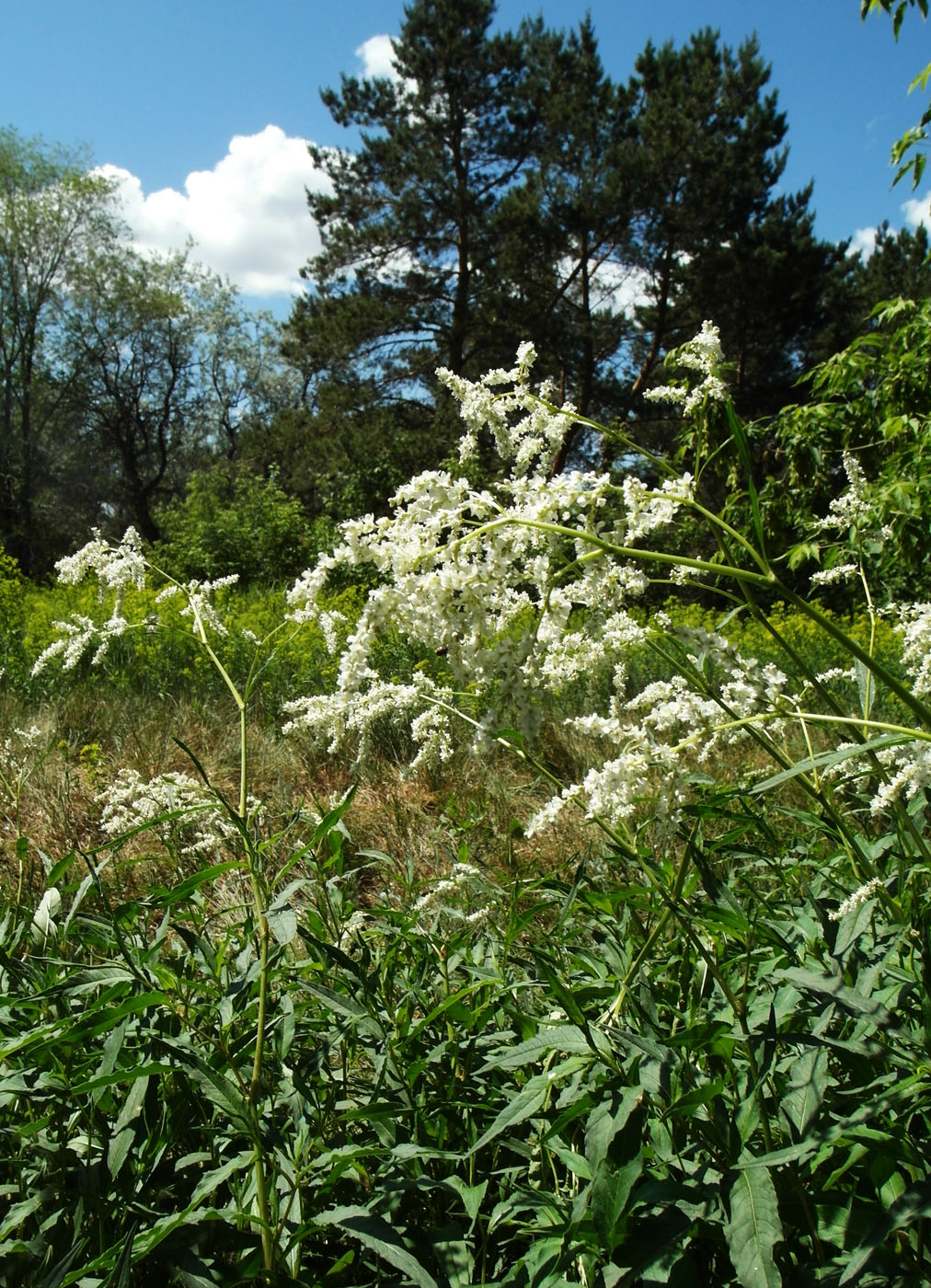 Изображение особи Aconogonon alpinum.