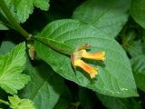 Lonicera involucrata. Часть цветущего растения. Подмосковье, г. Одинцово, придомовое озеленение. Июнь 2022 г.