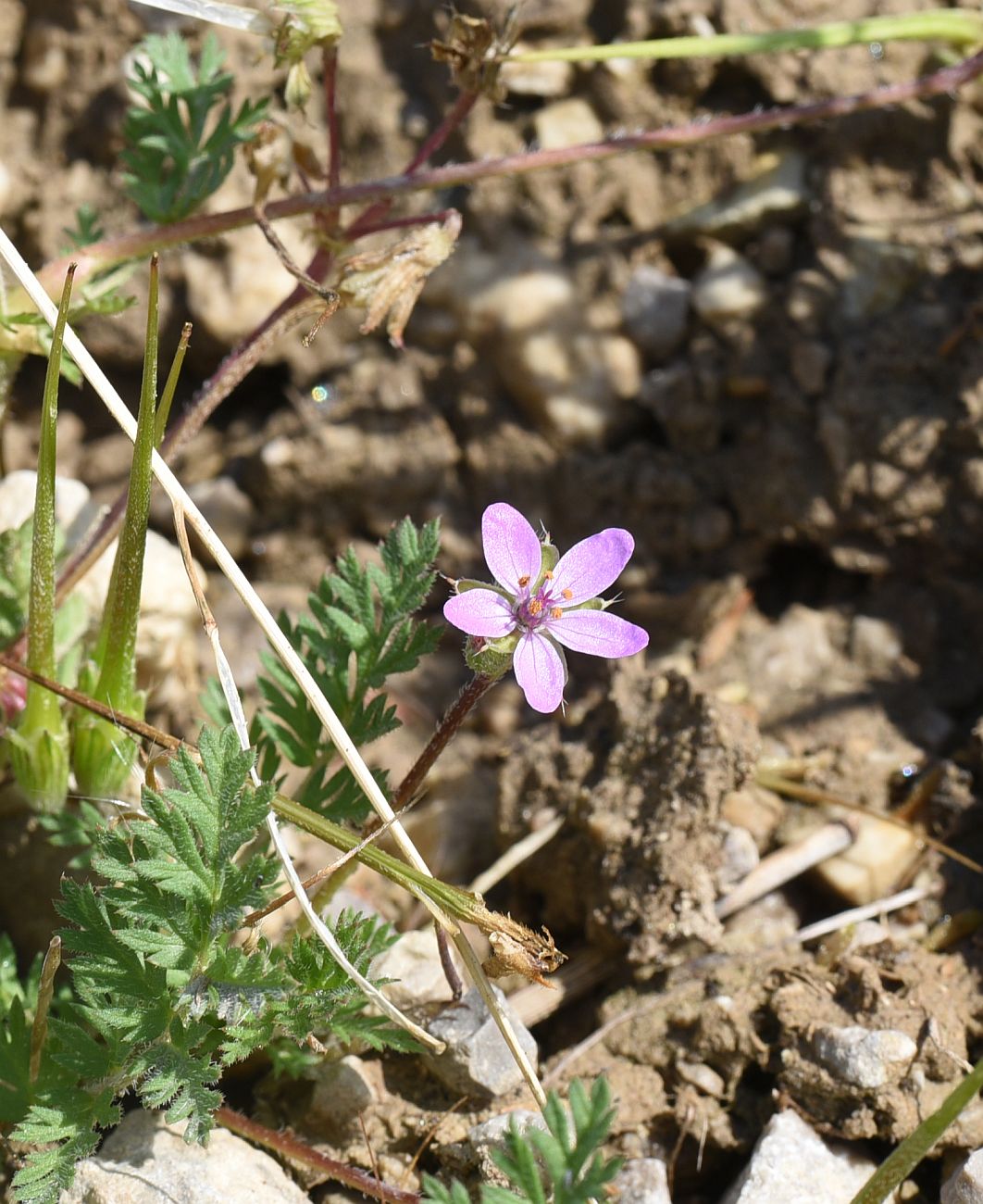 Image of Erodium cicutarium specimen.