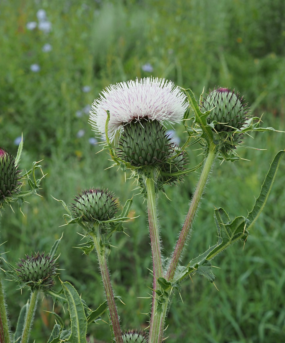 Image of genus Cirsium specimen.