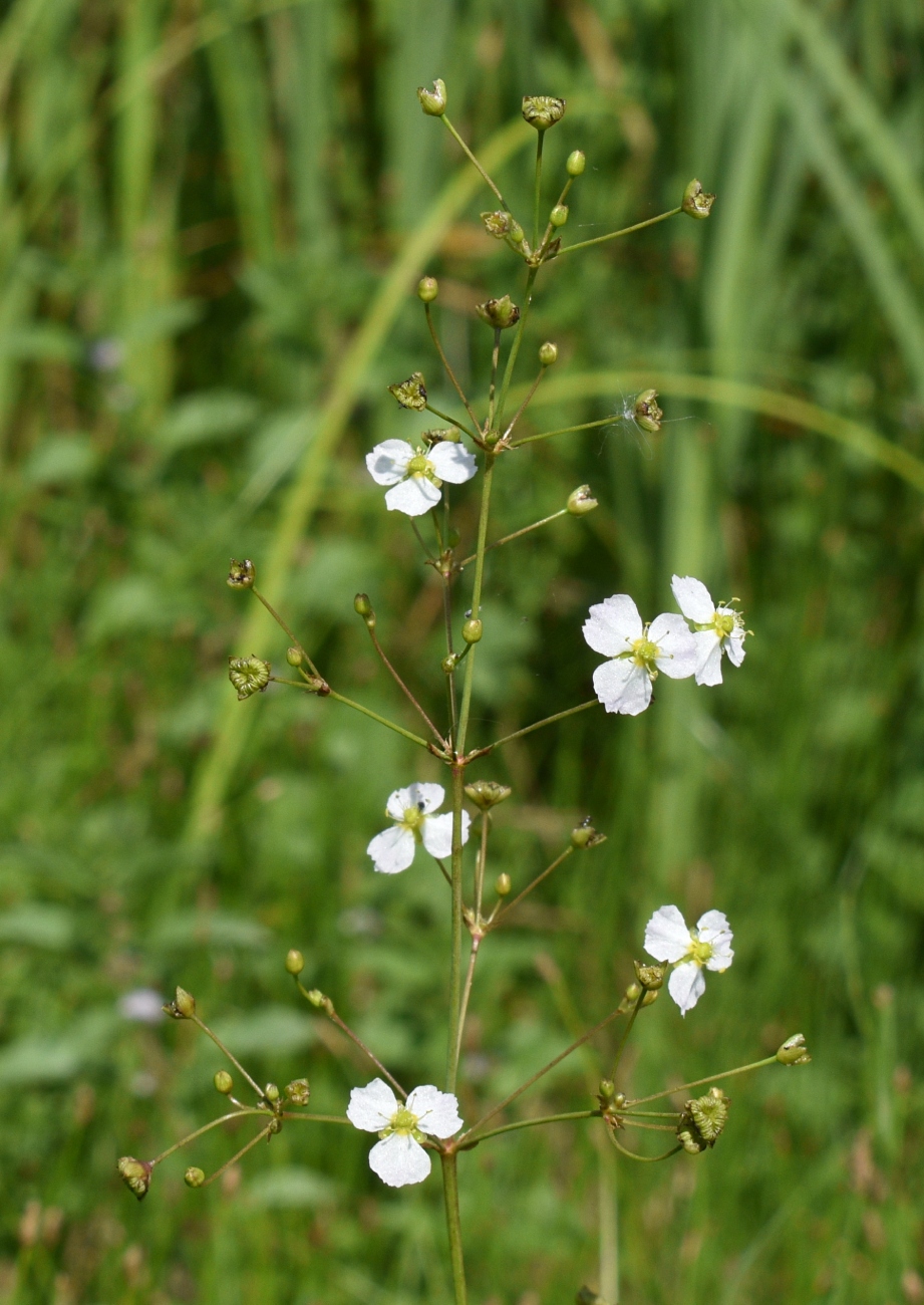 Image of Alisma plantago-aquatica specimen.