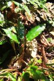 genus Boesenbergia. Цветущее растение. Малайзия, штат Саравак, округ Мири, национальный парк «Мулу». 15.03.2015.