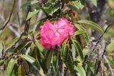 род Rhododendron. Верхушка цветущей ветви. Бутан, дзонгхаг Монгар, национальный парк \"Phrumsengla\". 05.05.2019.