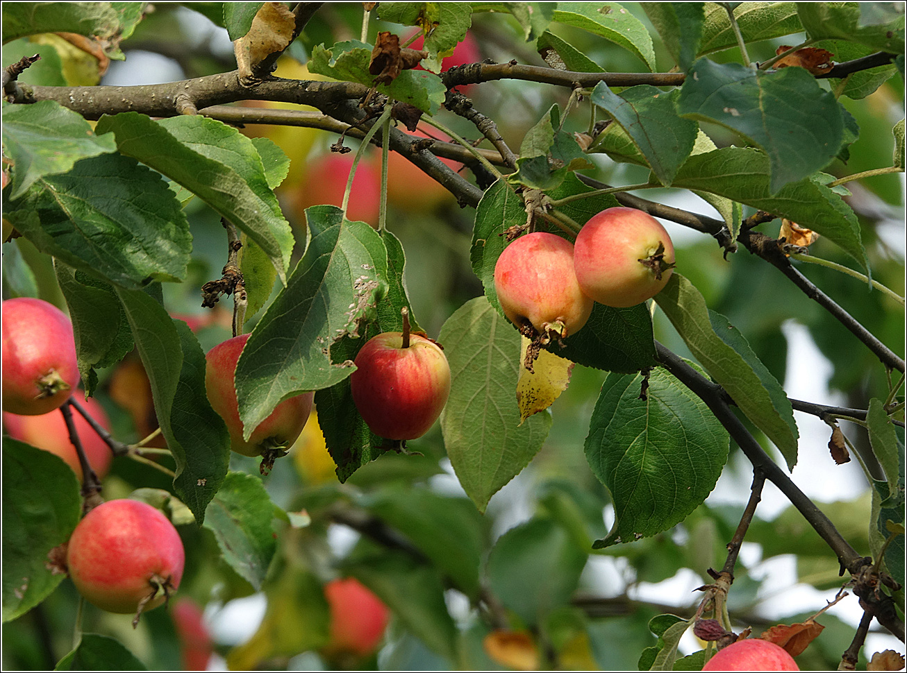 Image of Malus prunifolia specimen.