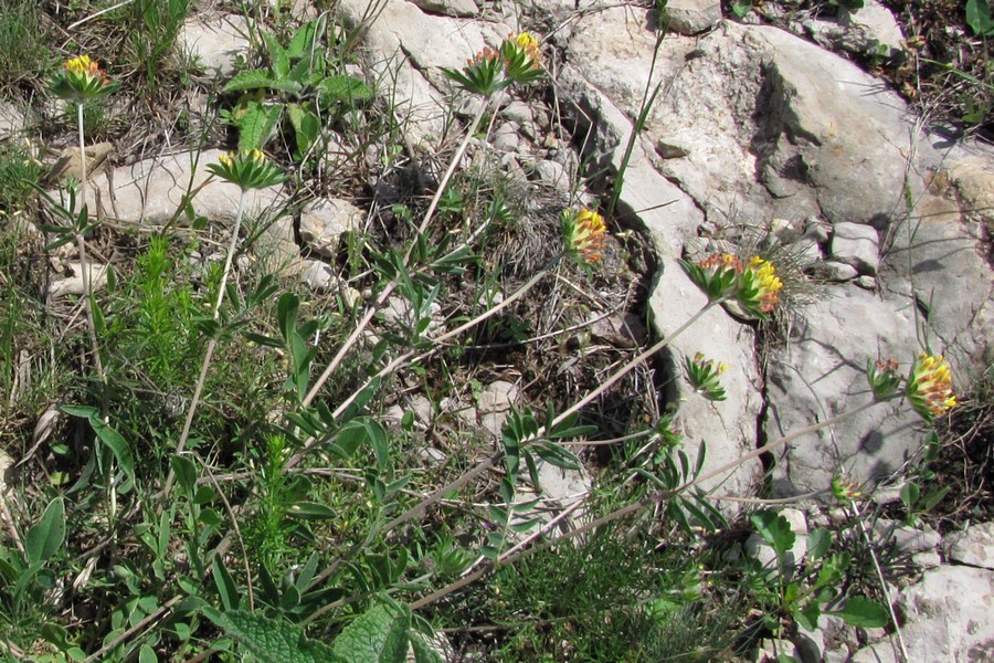 Image of Anthyllis taurica specimen.