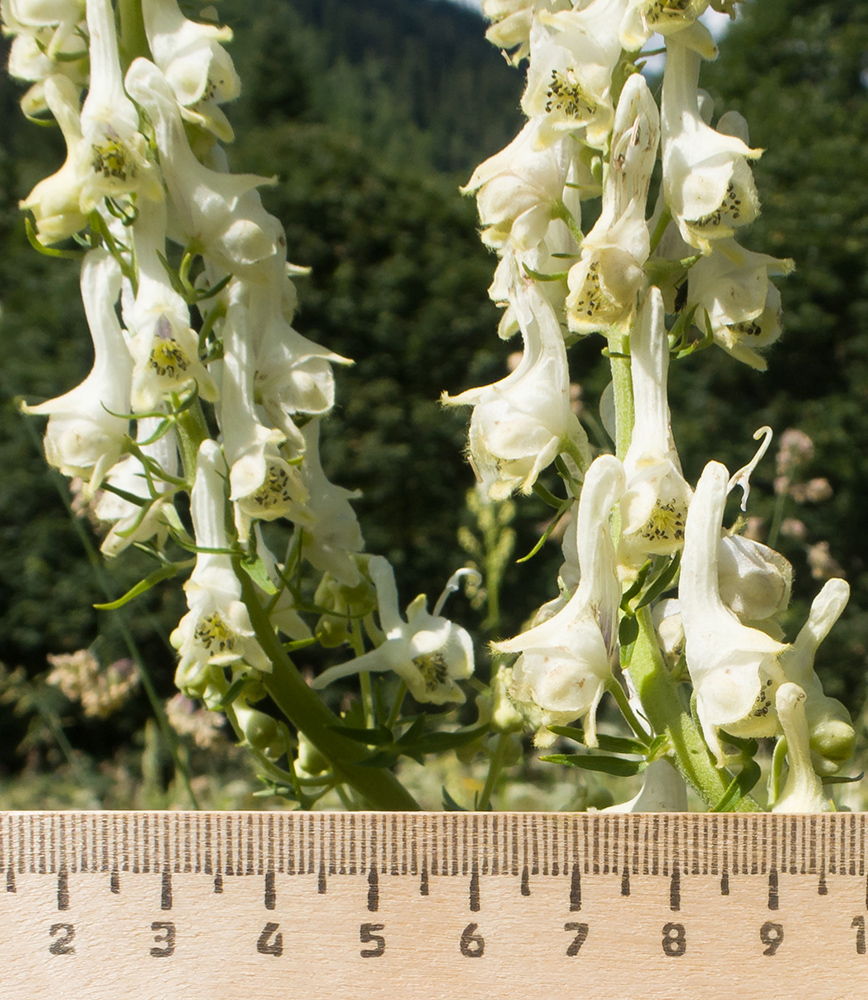 Image of Aconitum orientale specimen.