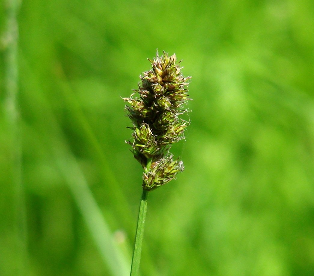 Изображение особи род Carex.