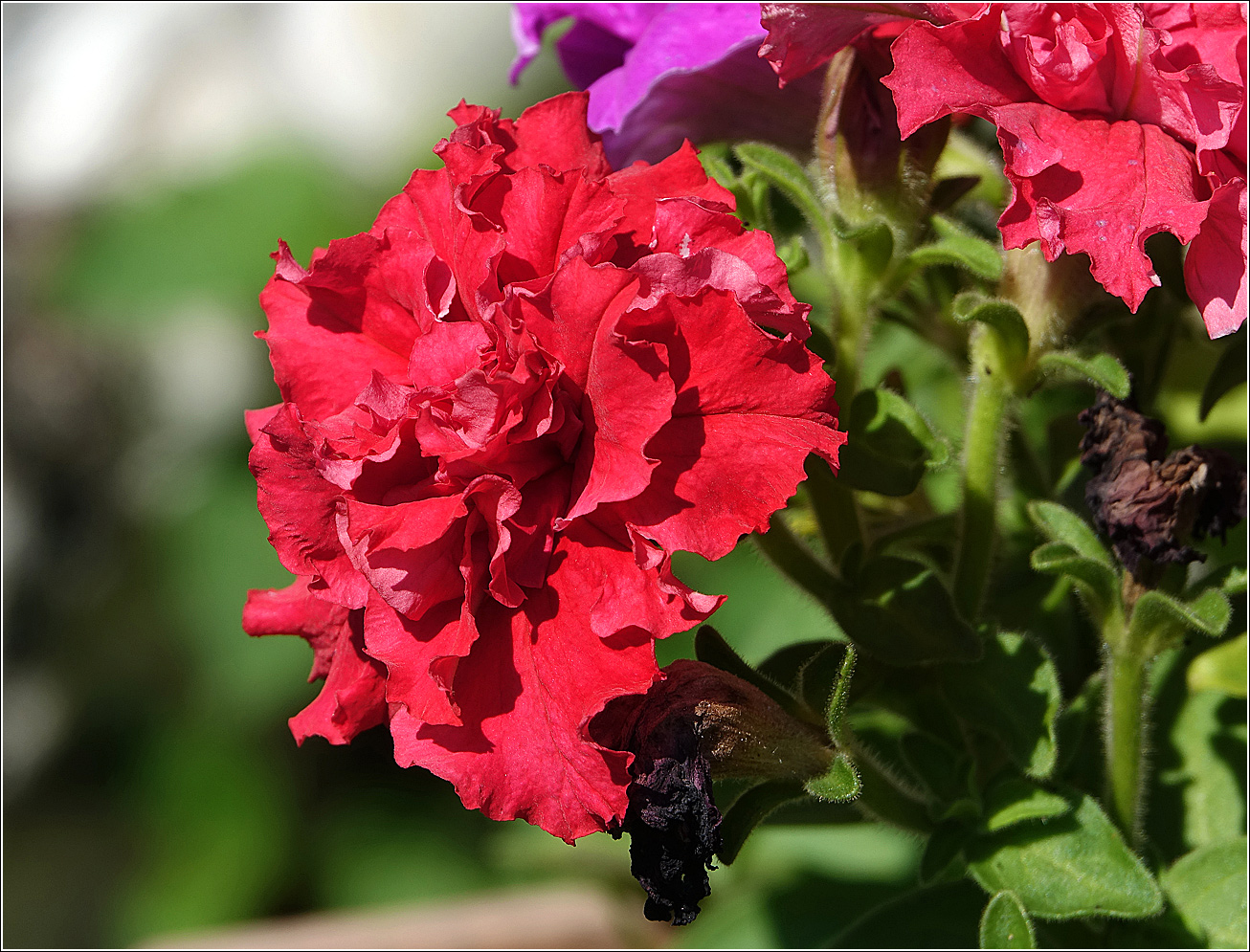 Image of Petunia &times; hybrida specimen.