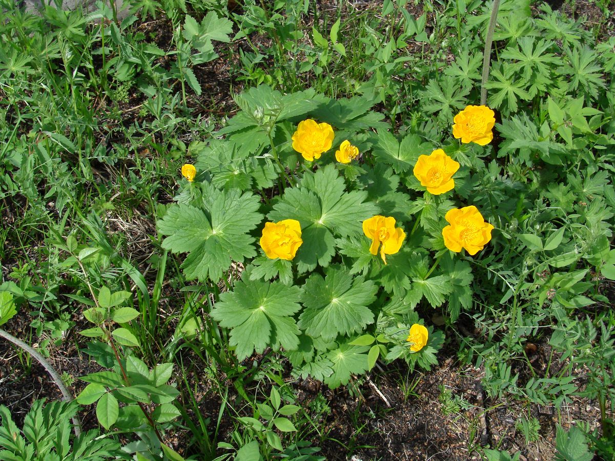 Image of Trollius sibiricus specimen.