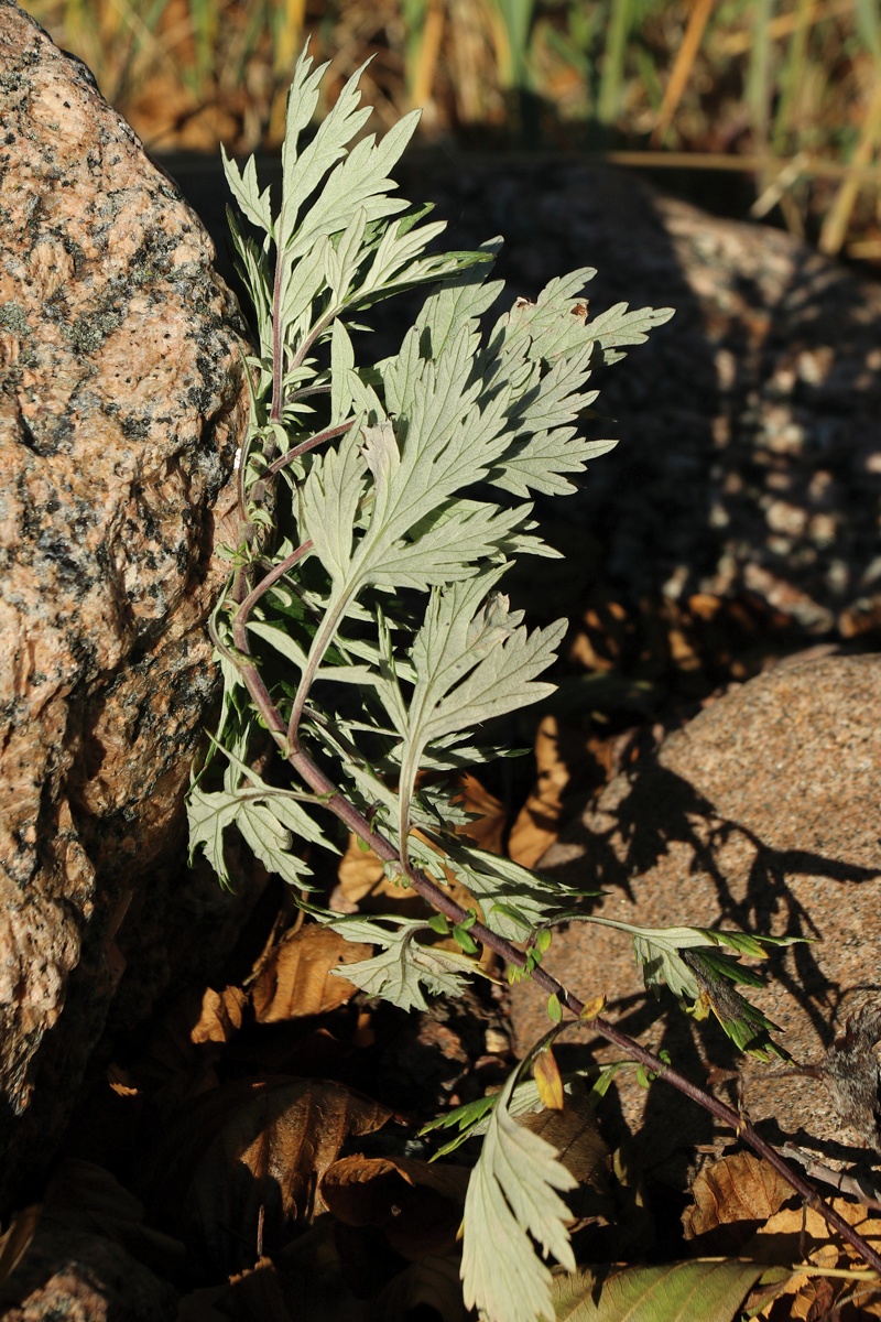 Image of Artemisia vulgaris specimen.