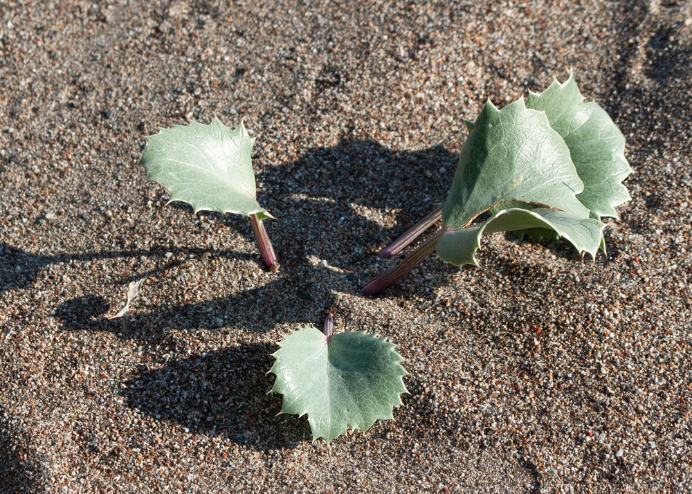 Image of Eryngium maritimum specimen.