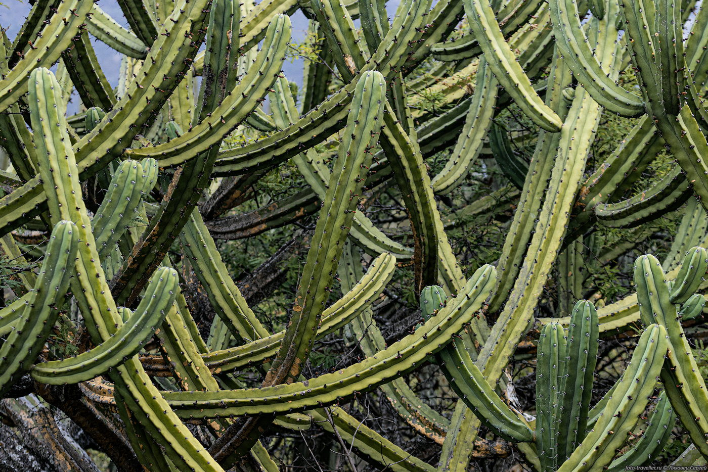 Image of familia Cactaceae specimen.