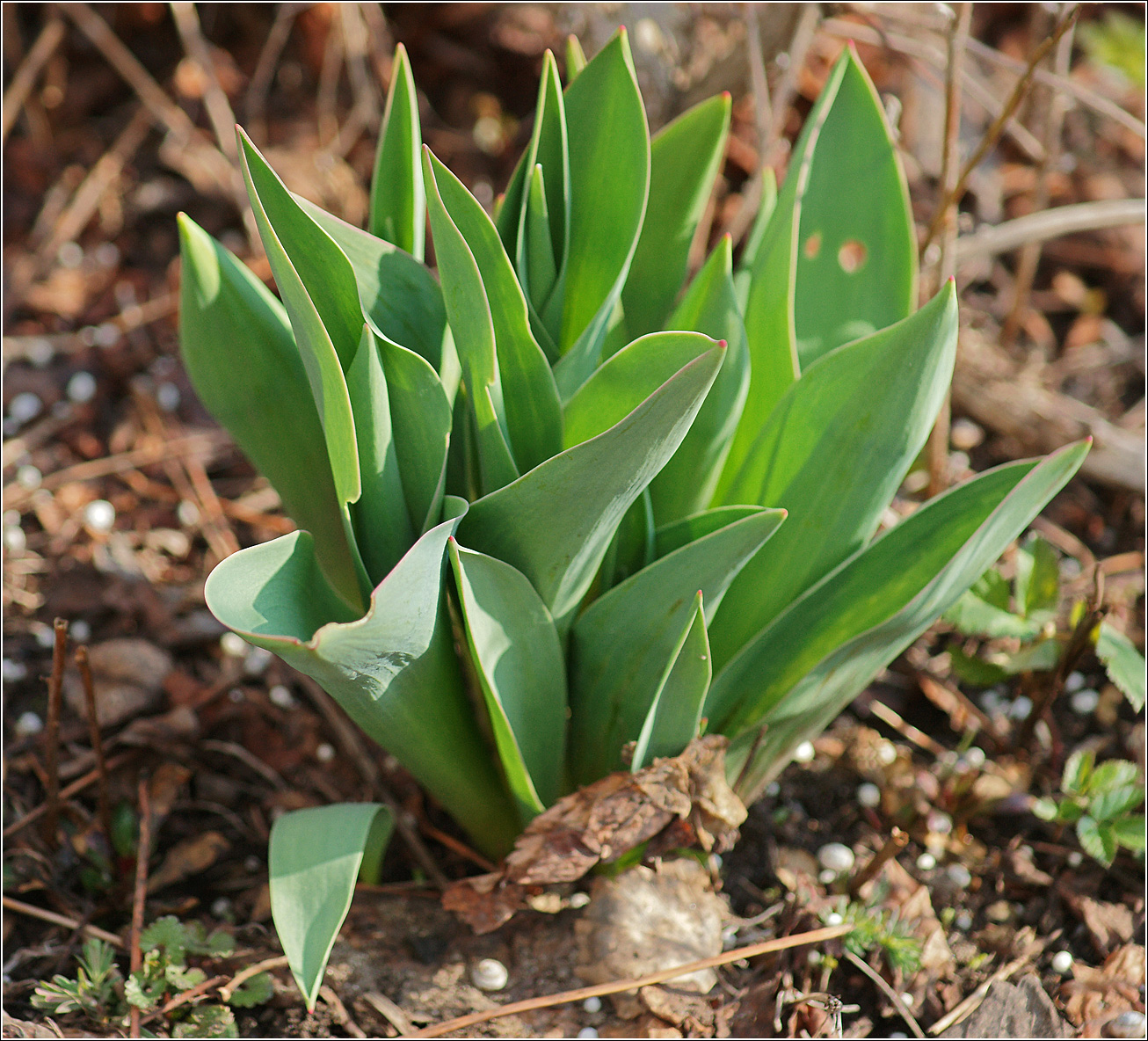 Image of genus Tulipa specimen.