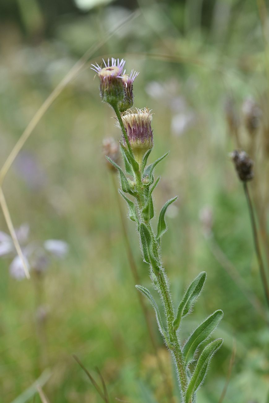 Image of genus Erigeron specimen.