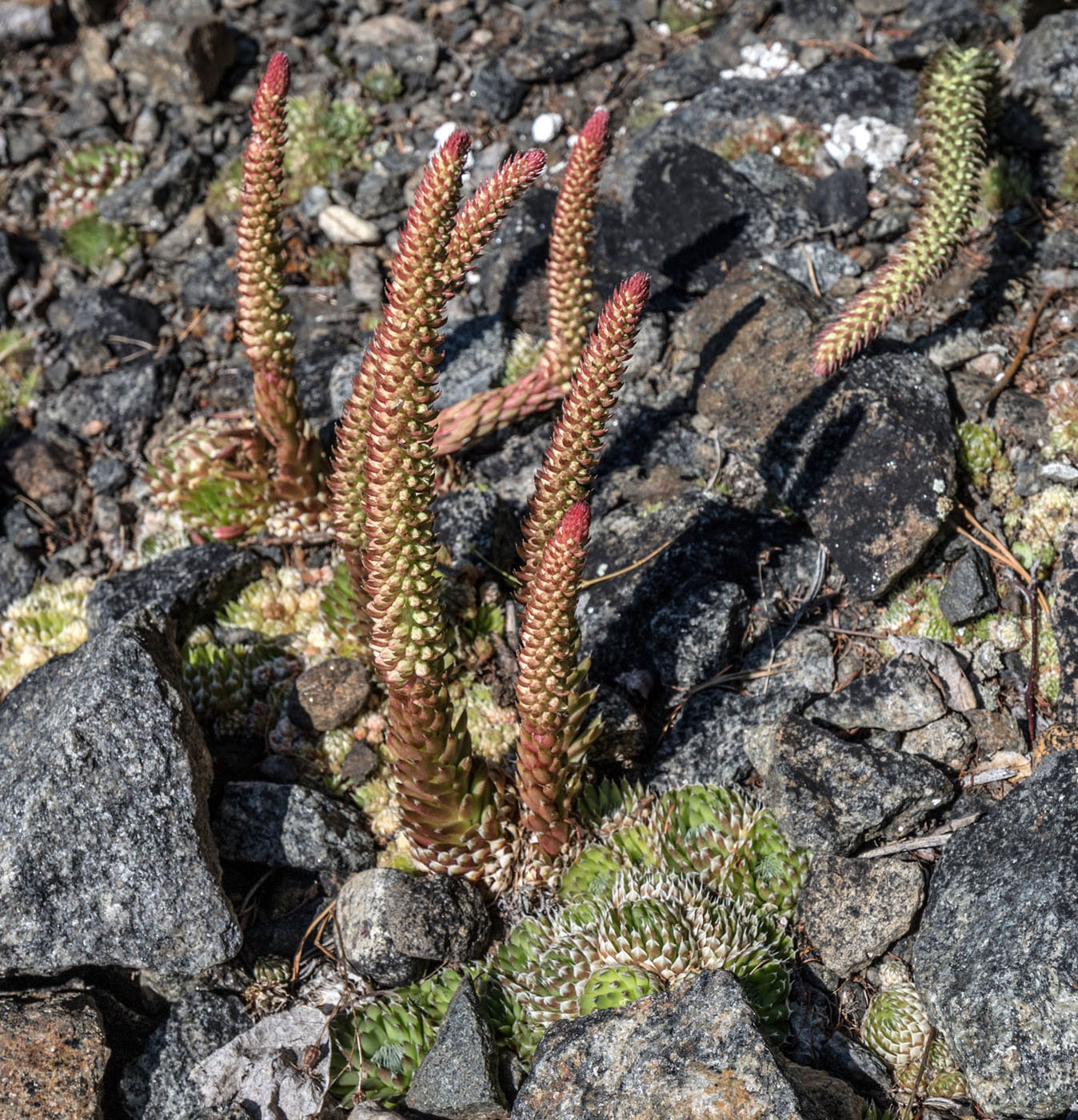 Изображение особи Orostachys spinosa.