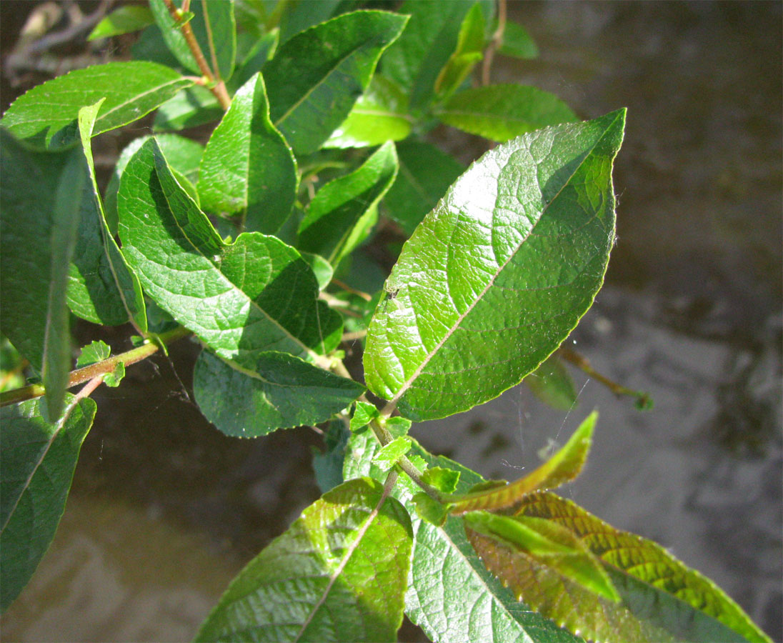 Image of Salix myrsinifolia specimen.