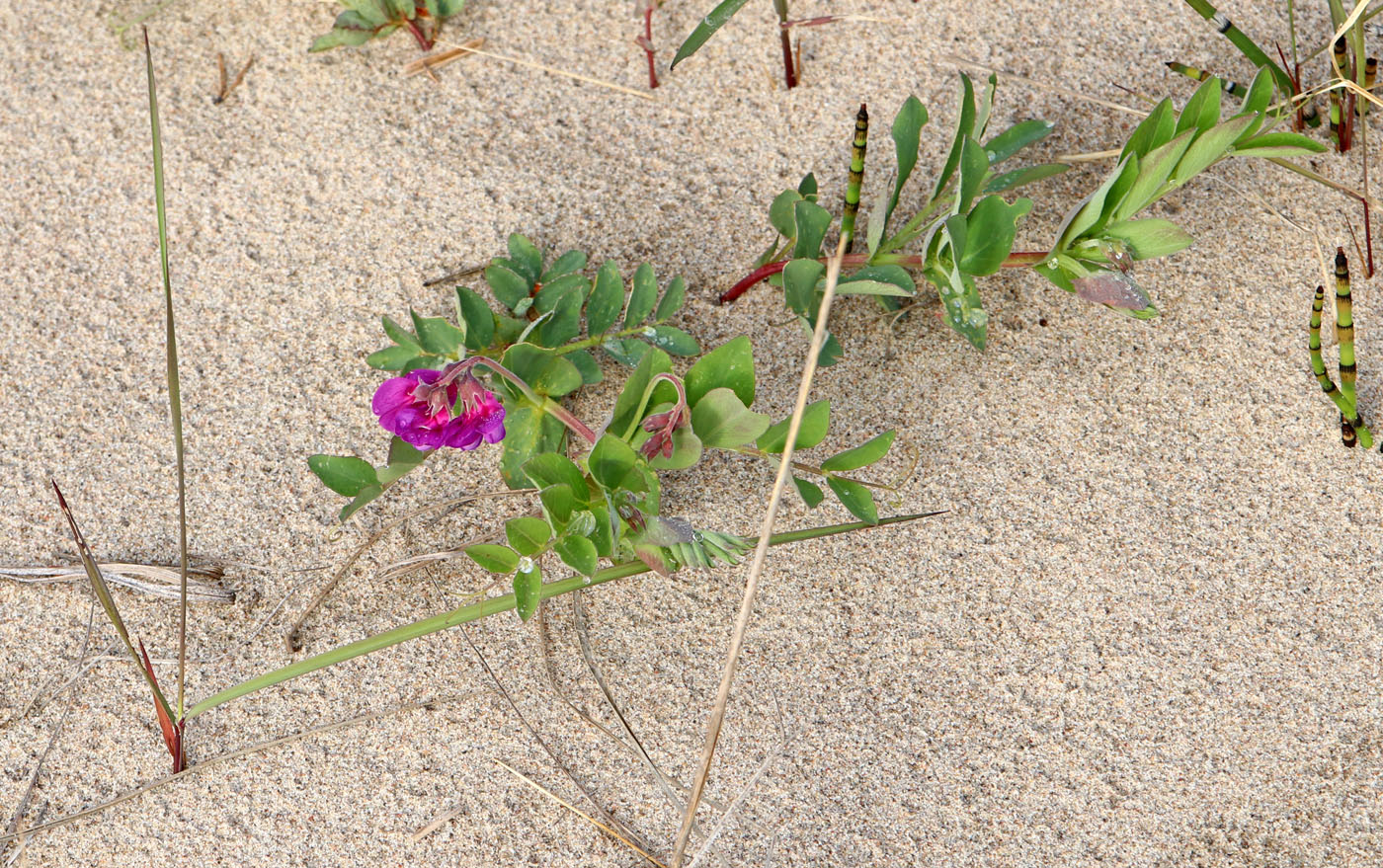 Image of Lathyrus japonicus ssp. pubescens specimen.