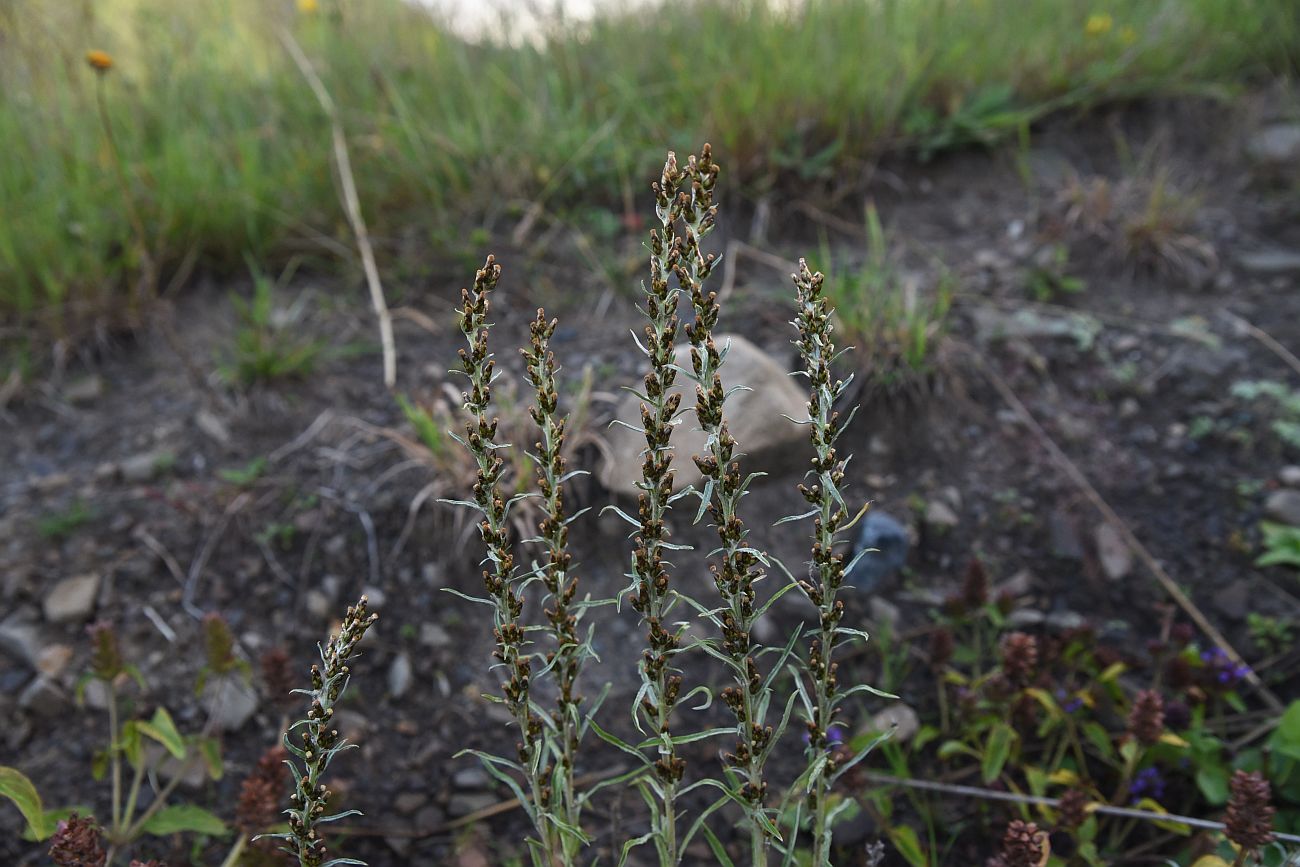 Изображение особи Omalotheca caucasica.