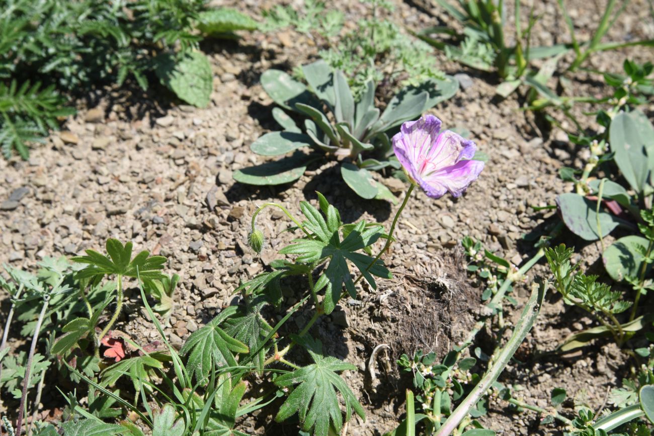 Изображение особи род Geranium.