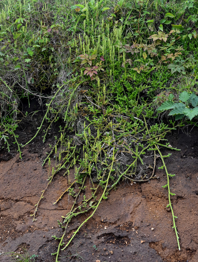 Image of Lycopodium clavatum specimen.