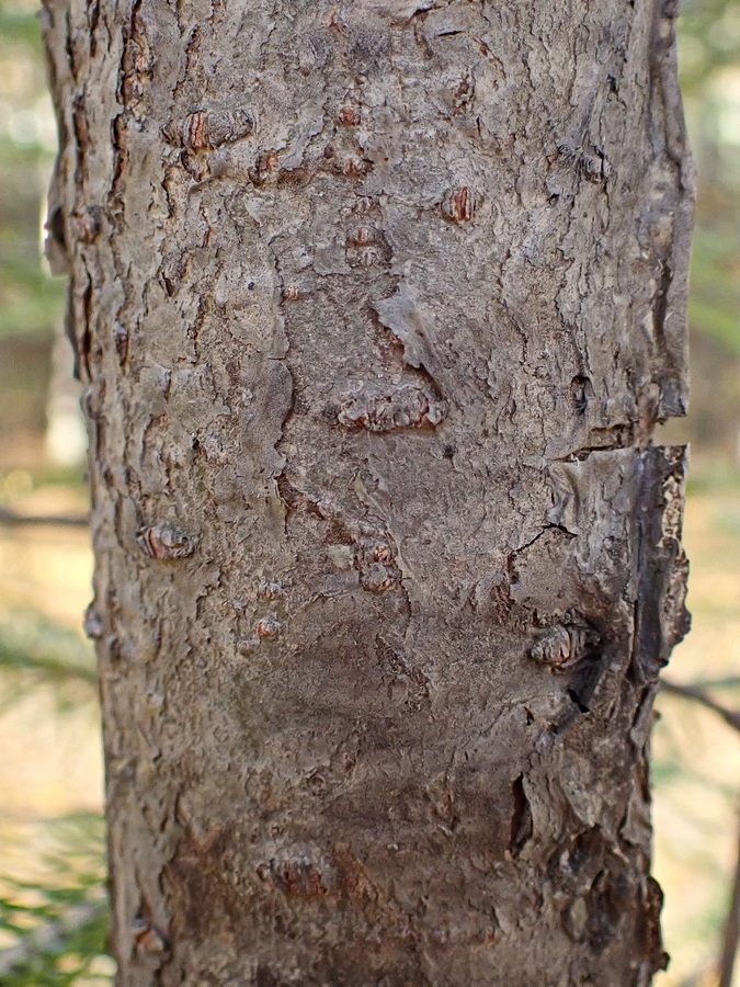 Изображение особи Abies nephrolepis.