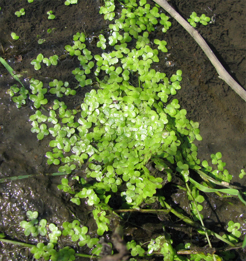 Image of Lemna gibba specimen.